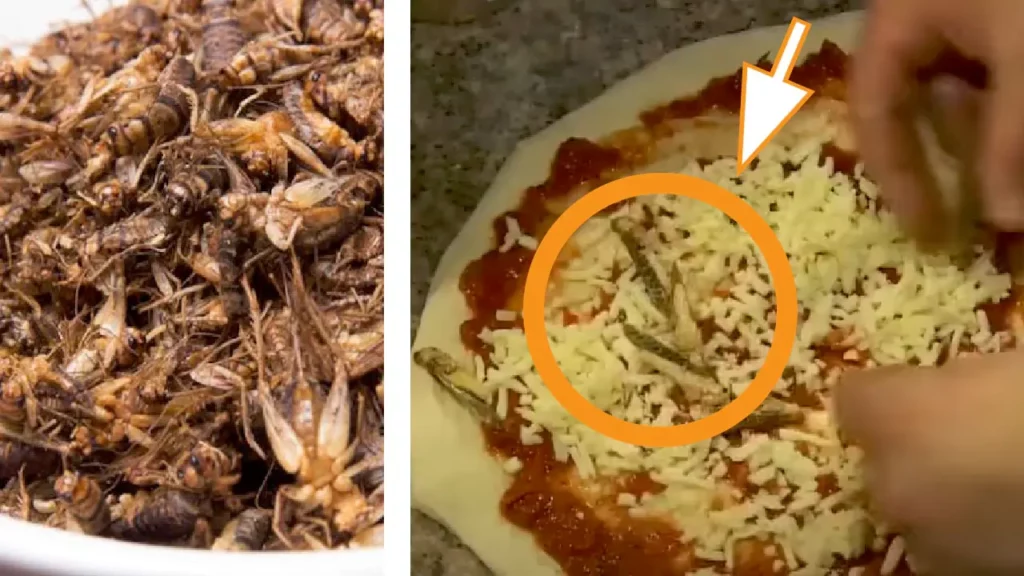 EU permits using insects in the food - Will be used in pizza and pasta dishes NewsJive