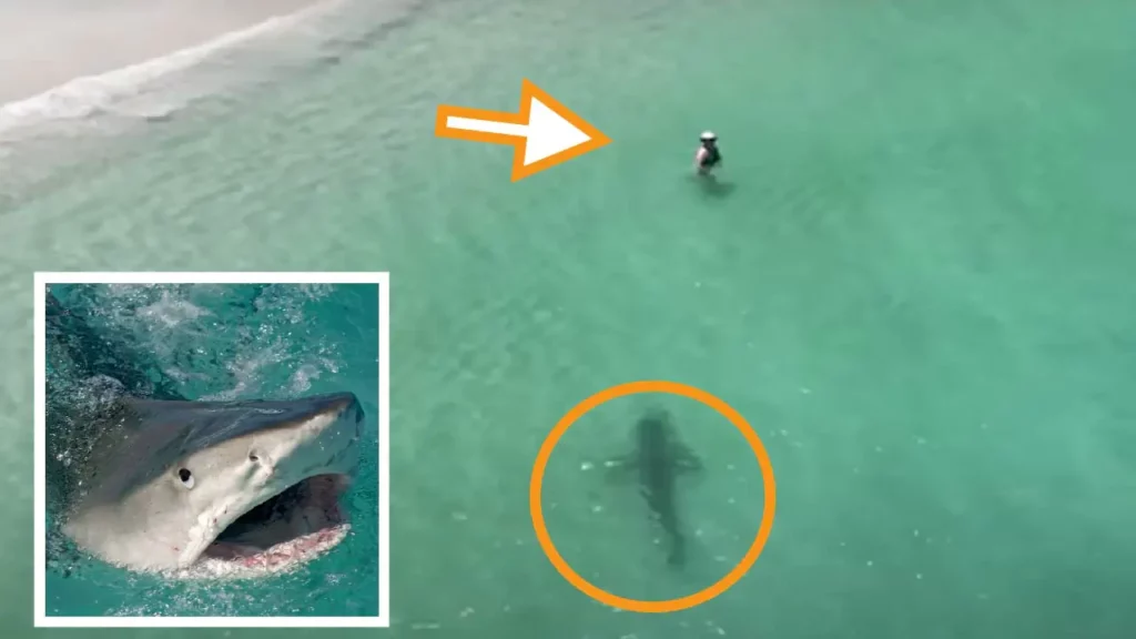 Giant Tiger shark caught on footage by a drone just metres from bathing swimmers totally unaware of the danger NewsJive