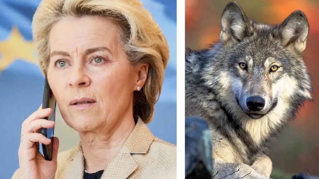 Wolf killed her pony – Now EU head Ursula von der leyen wants a review of the wolf’s protection status in Europe NewsJive